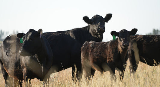 5 Reasons to Buy Beef Directly from a Rancher