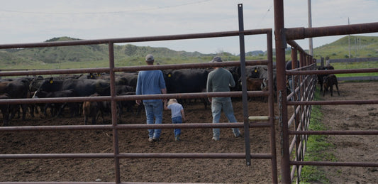 The Journey of Our Beef